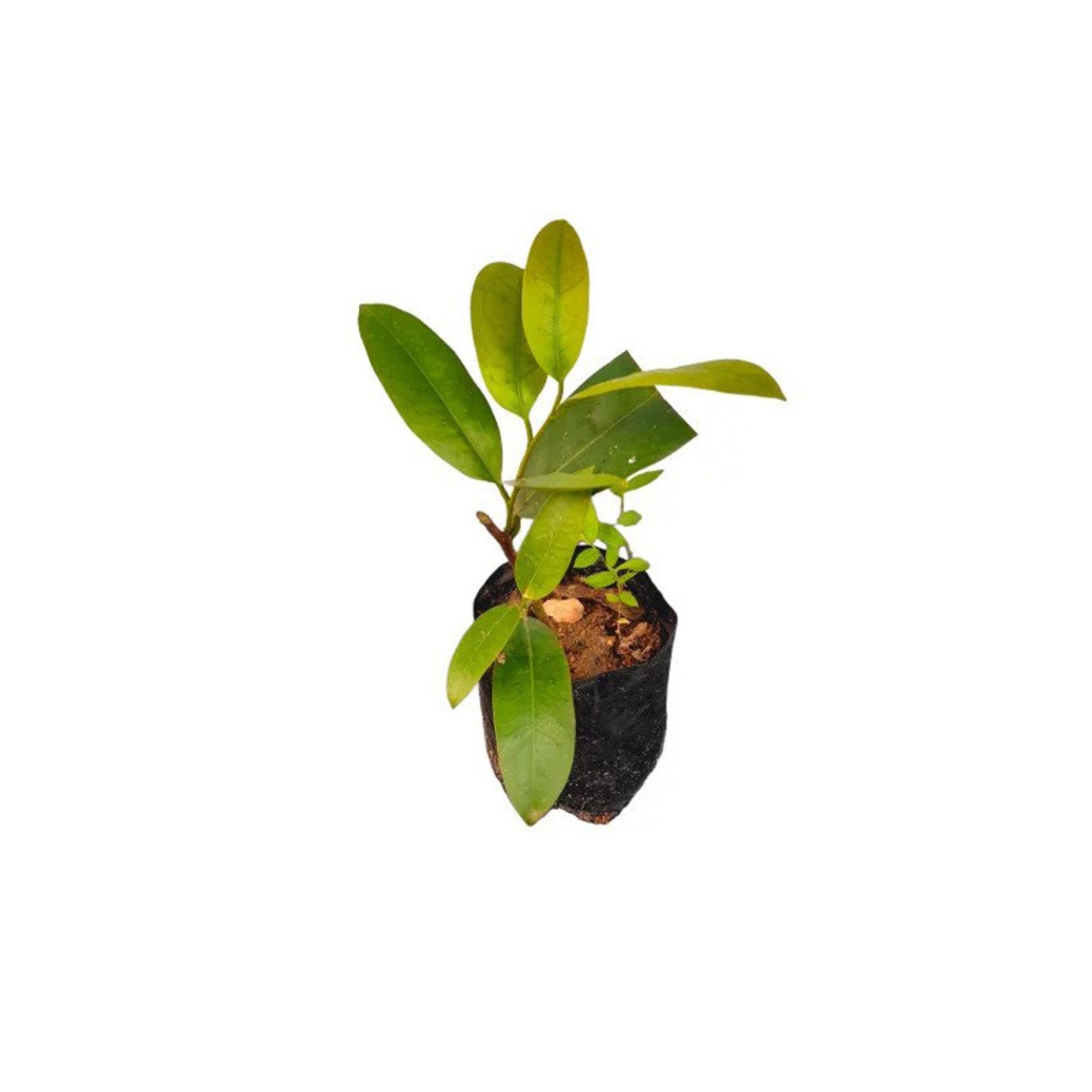 Lakpura® Samadara Layered Plant