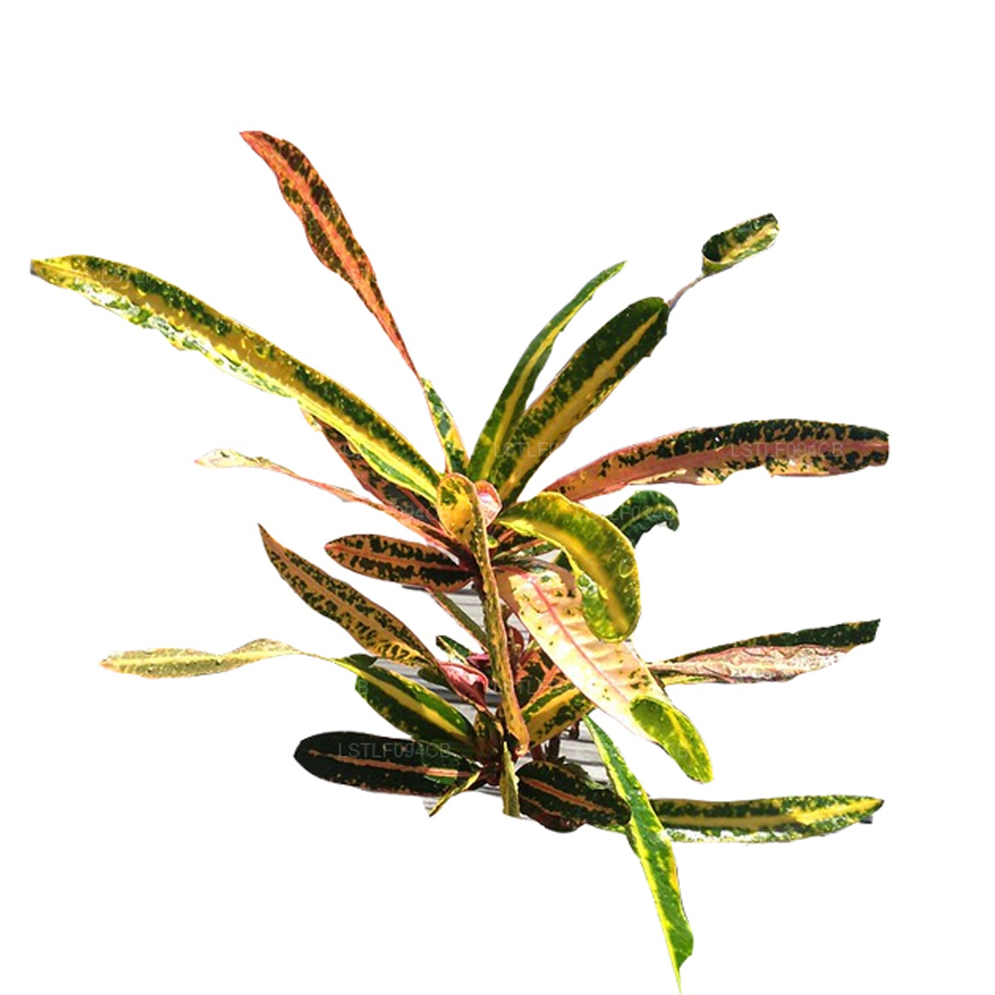 Lakpura Victoria Gold Bell Croton (50 Leaves)