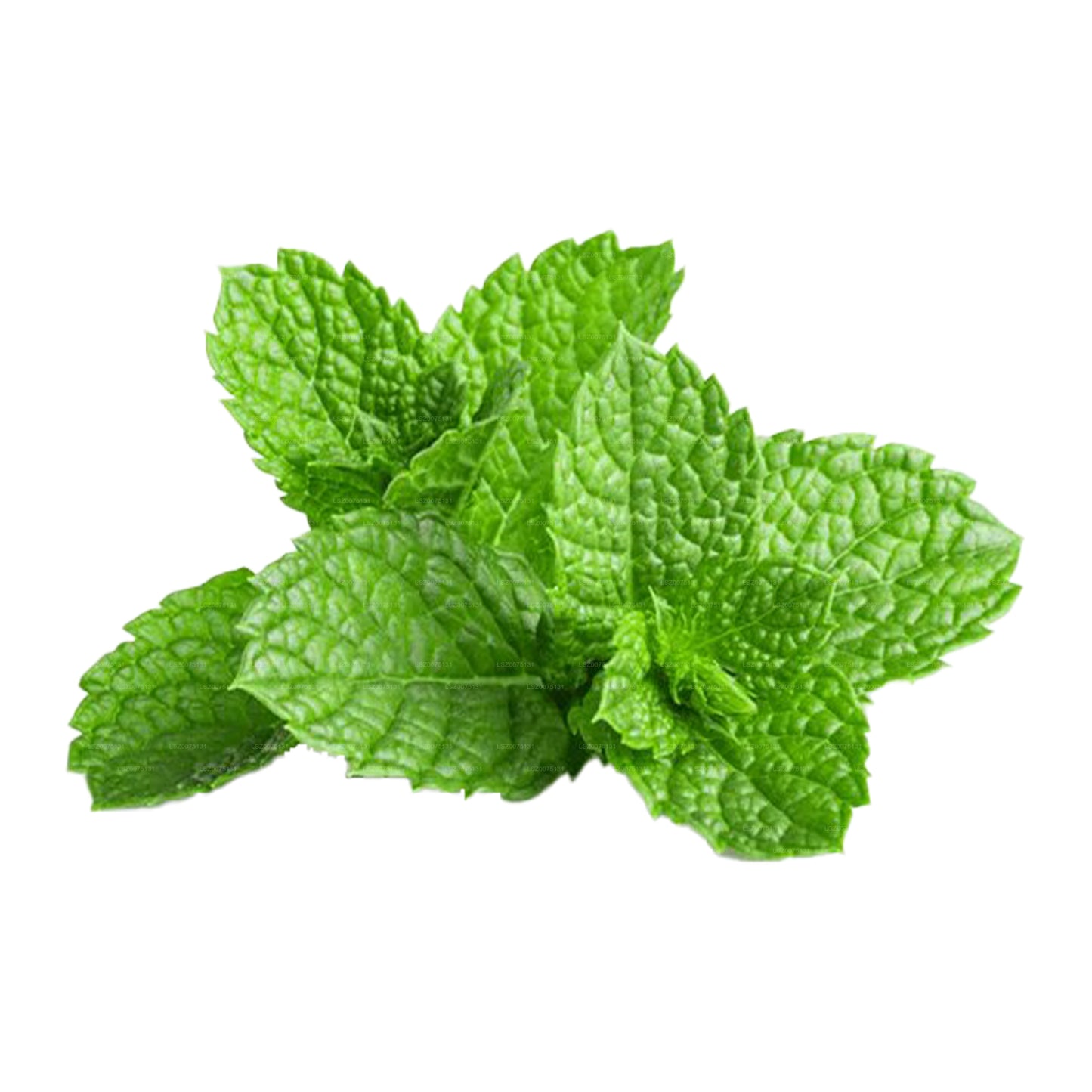 Lakpura Mint Leaves