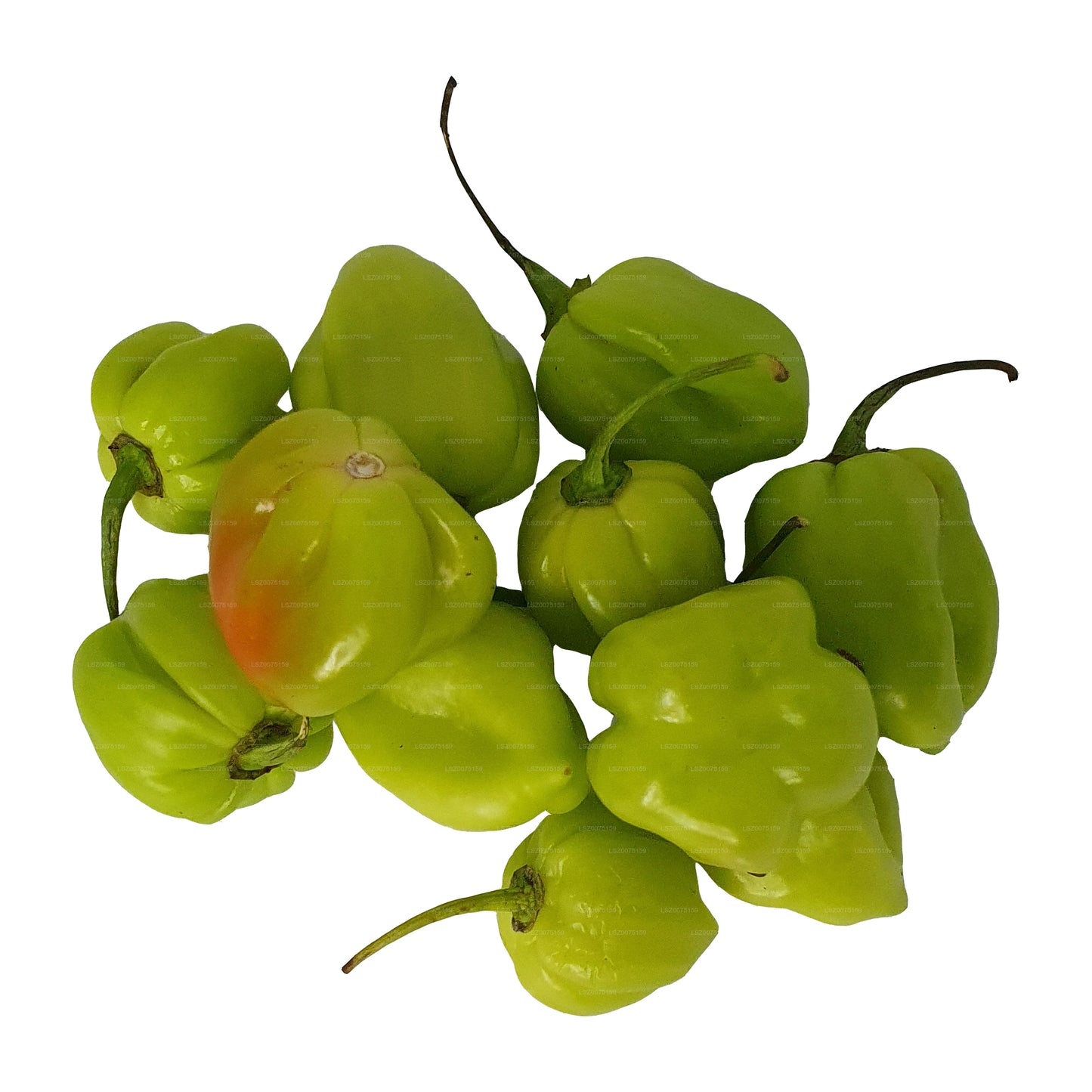 Lakpura® Scotch Bonnet (Nai Miris)