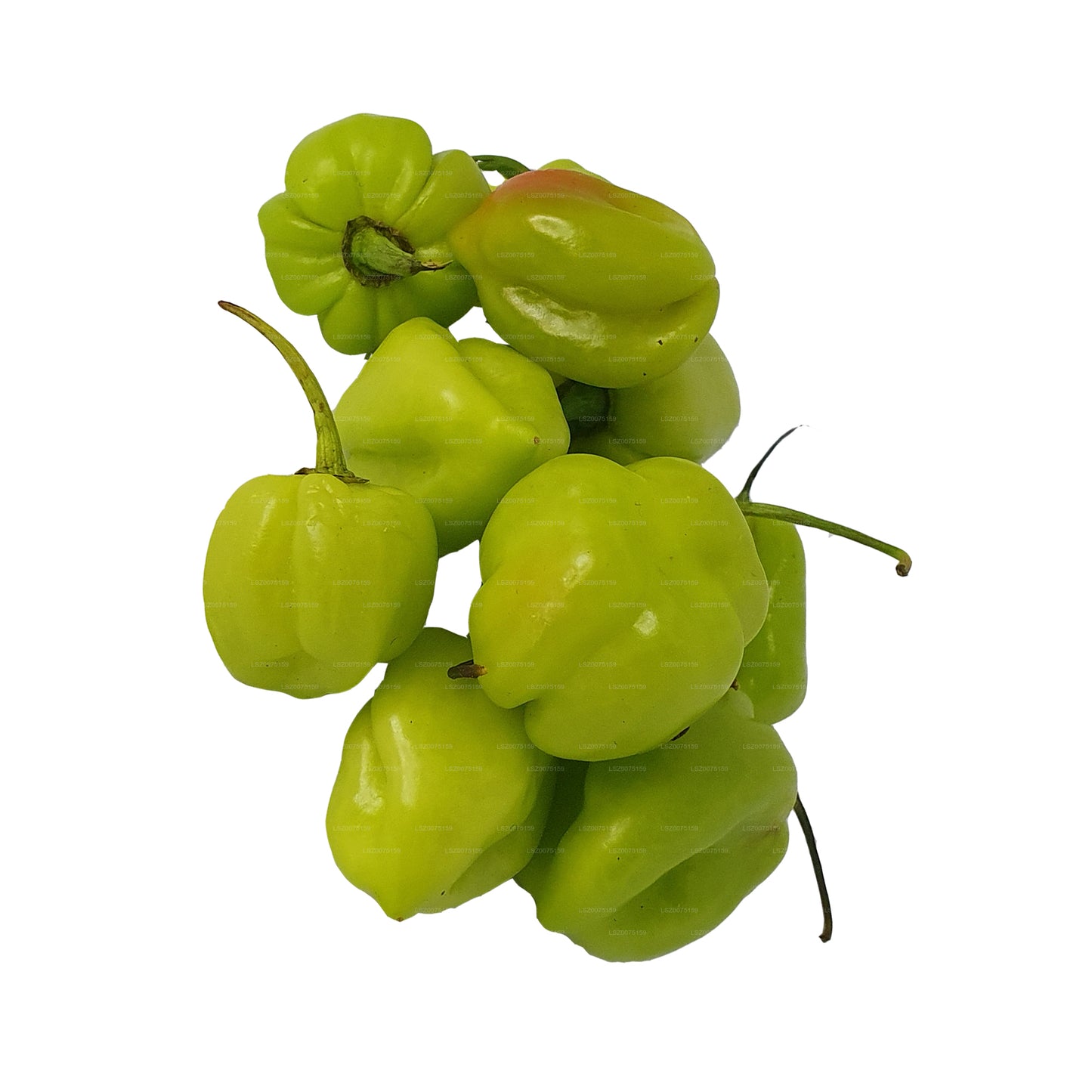 Lakpura® Scotch Bonnet (Nai Miris)
