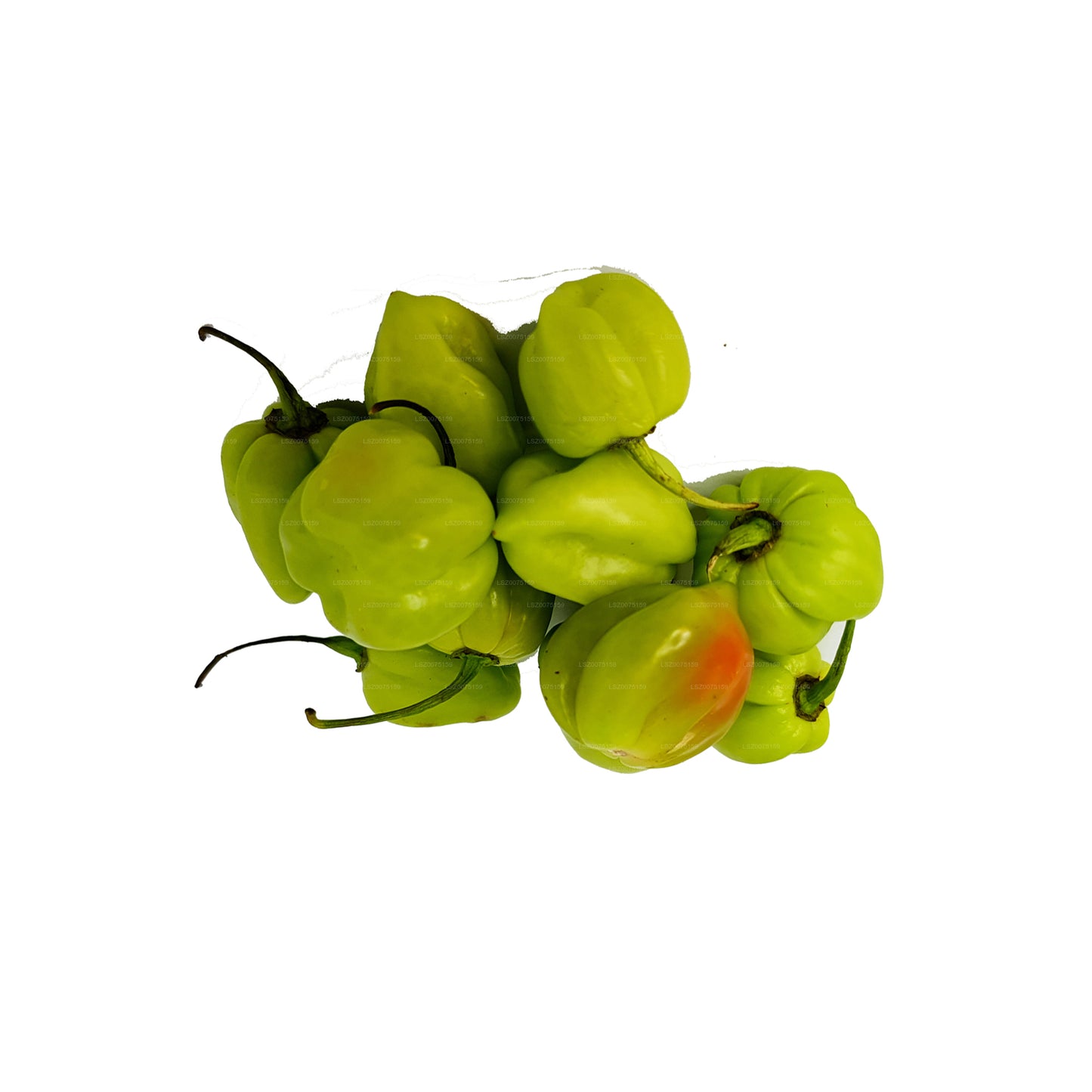Lakpura® Scotch Bonnet (Nai Miris)