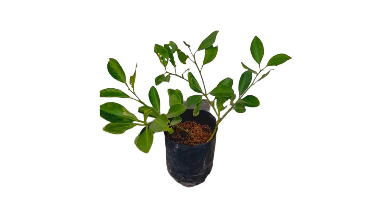 Lakpura Calamansi (Thai Dehi) Plant