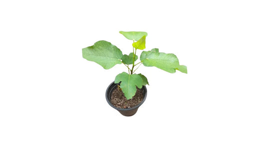 Lakpura Fig Layered Plant