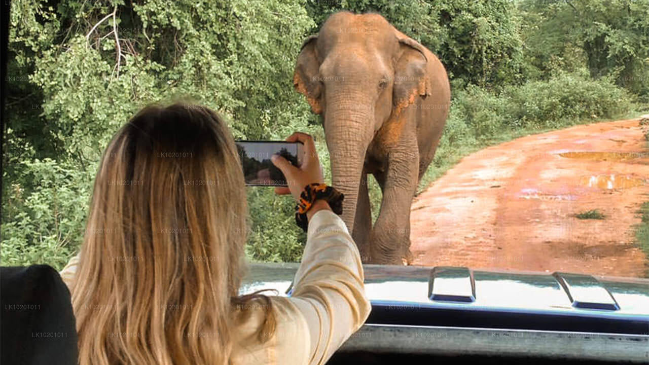 Udawalawe ja Galle Colombost (2 päeva)