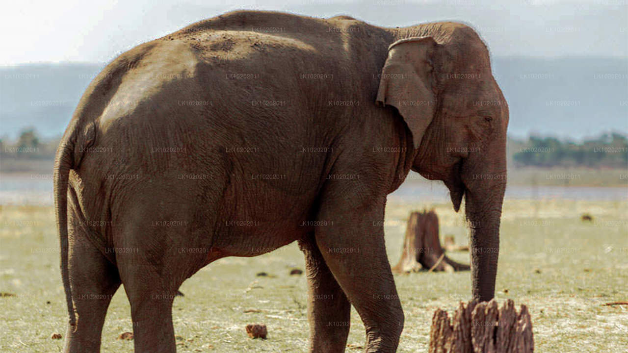 Sigiriya ja Minneriya Colombost (2 päeva)