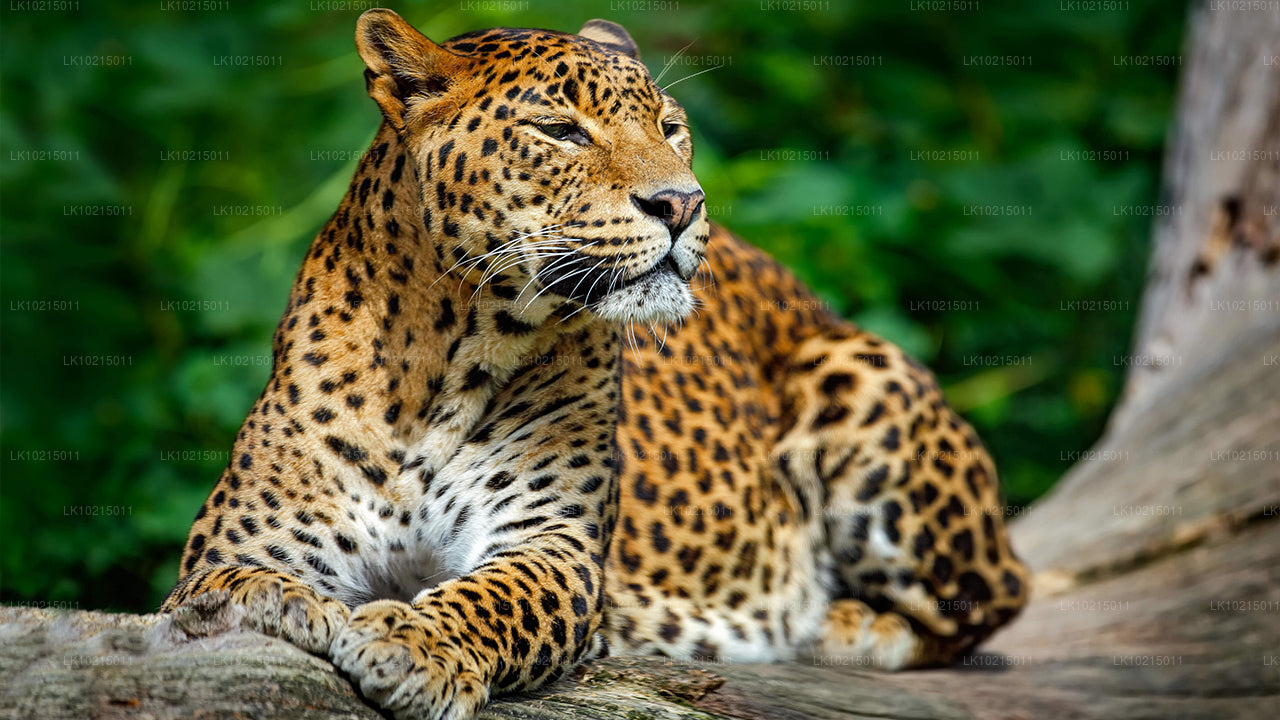 Metsikute imede ja pühade ruumide tuur Galle'ist (2 päeva)