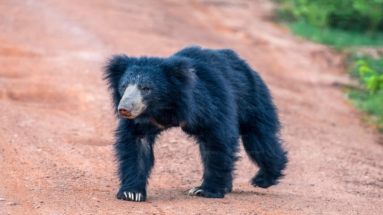 Metsikute imede ja pühade ruumide tuur Galle'ist (2 päeva)