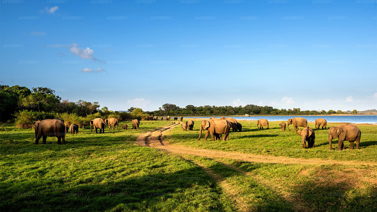 Tseiloni eetos Kandyst (2 päeva)