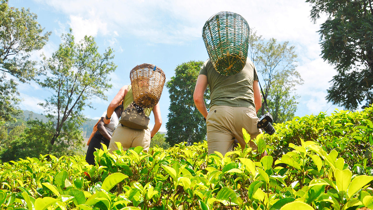 Nuwara Eliya Negombost (2 päeva)