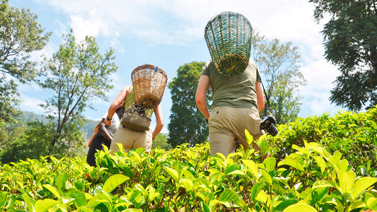 Nuwara Eliya Negombost (2 päeva)