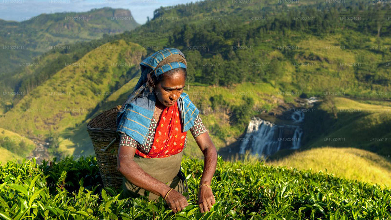 Nuwara Eliya Negombost (2 päeva)