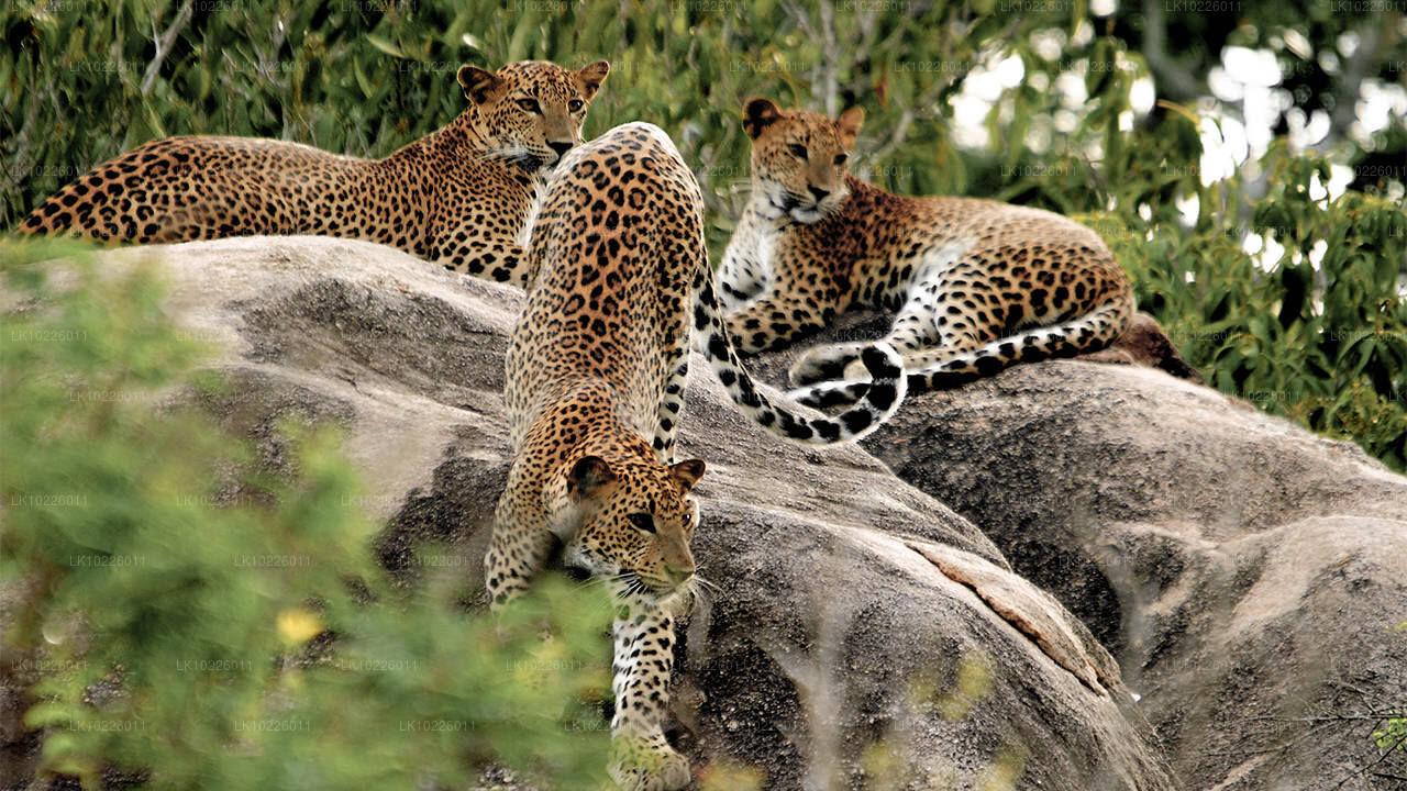 Negombo templid ja metsik loodus (2 päeva)