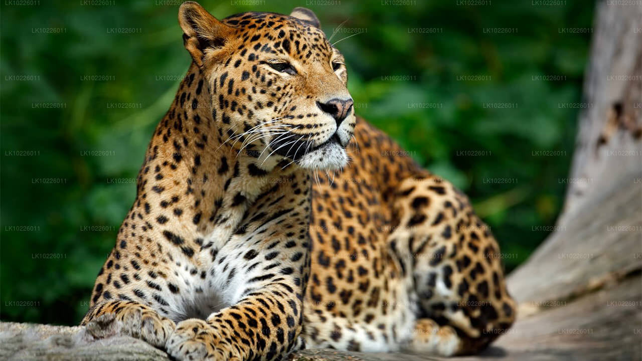 Negombo templid ja metsik loodus (2 päeva)