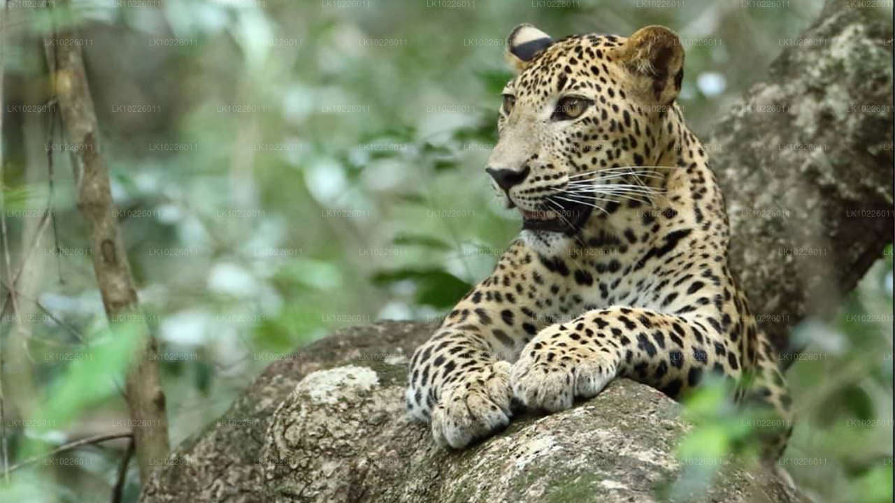 Negombo templid ja metsik loodus (2 päeva)