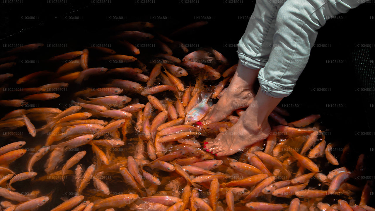 Hubane Sri Lanka (3 päeva)