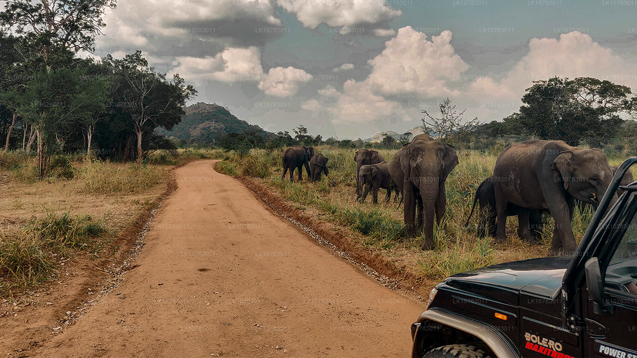 The Big 5 in Southern Coast Season (7 Days)