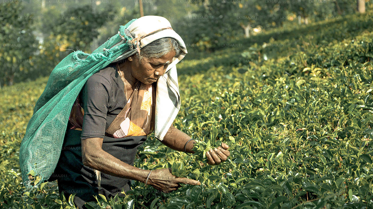 Ceylon Tea Tour (10 Days)