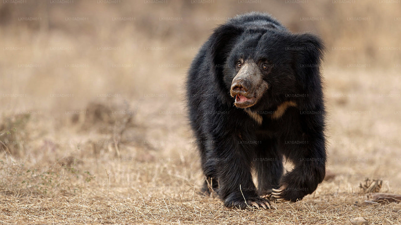 Birds and Wildlife Tour (11 Days)