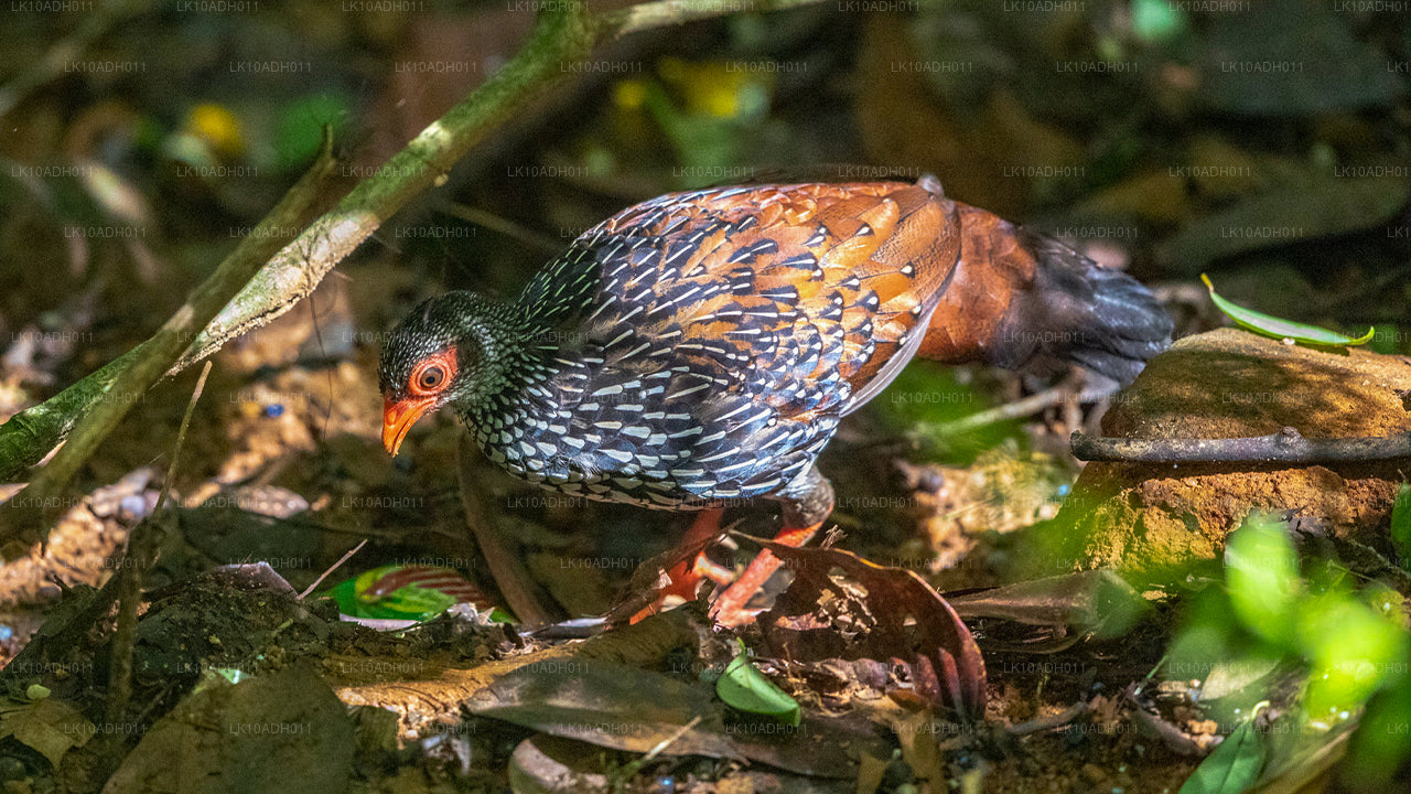 Birds and Wildlife Tour (11 Days)