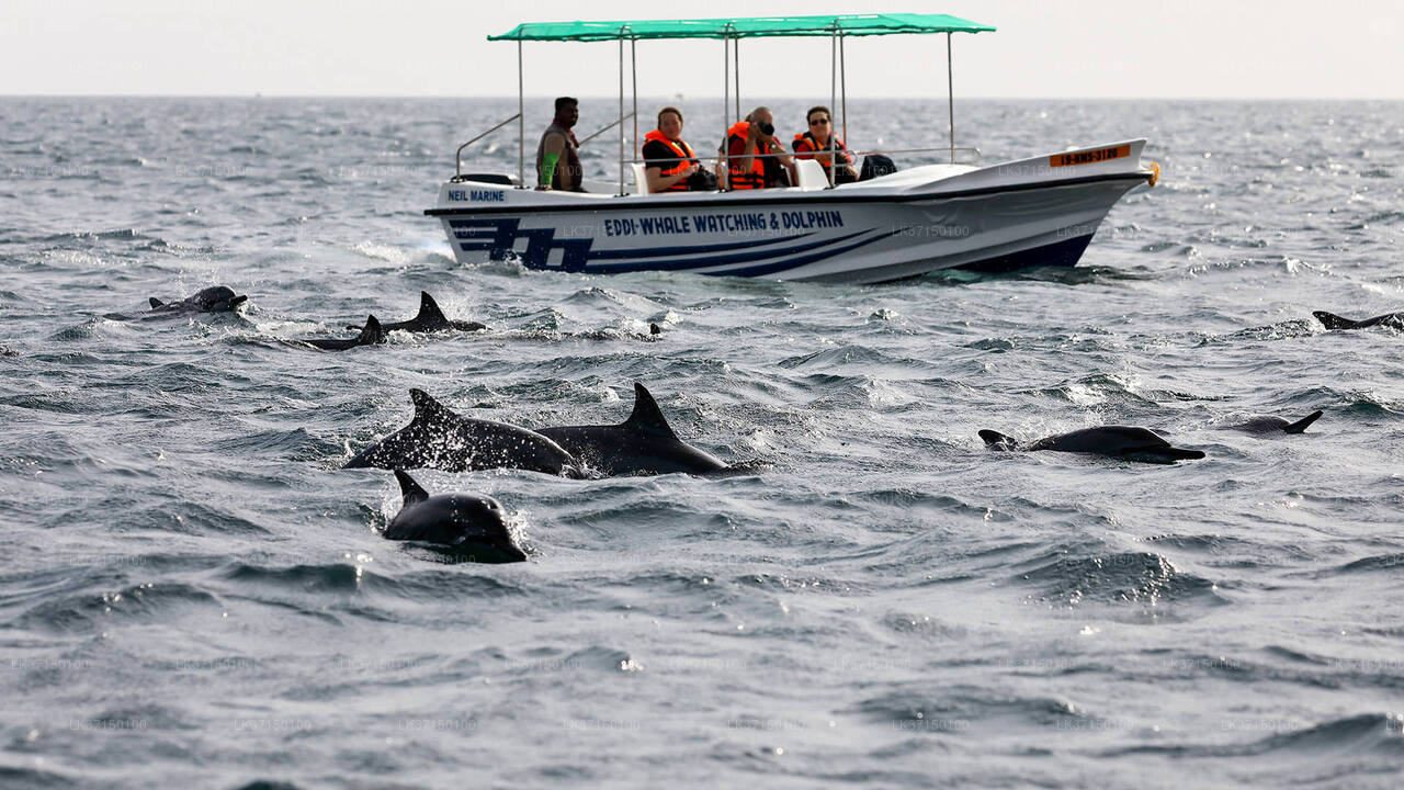 Whale Watching from Kalpitiya on a Private Boat