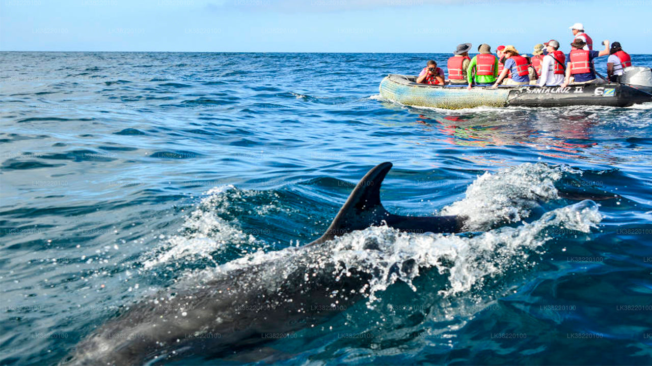 Dolphin Watching Boat Tour from Trincomalee