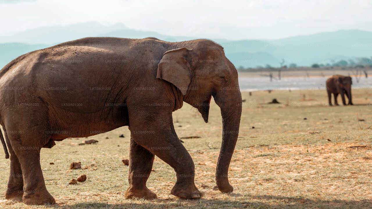 Udawalawe National Park Safari with Lahiru Prasad