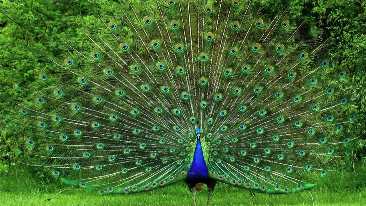 Udawalawe rahvuspargi privaatne safari