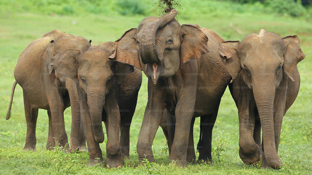 Udawalawe rahvuspargi privaatne safari