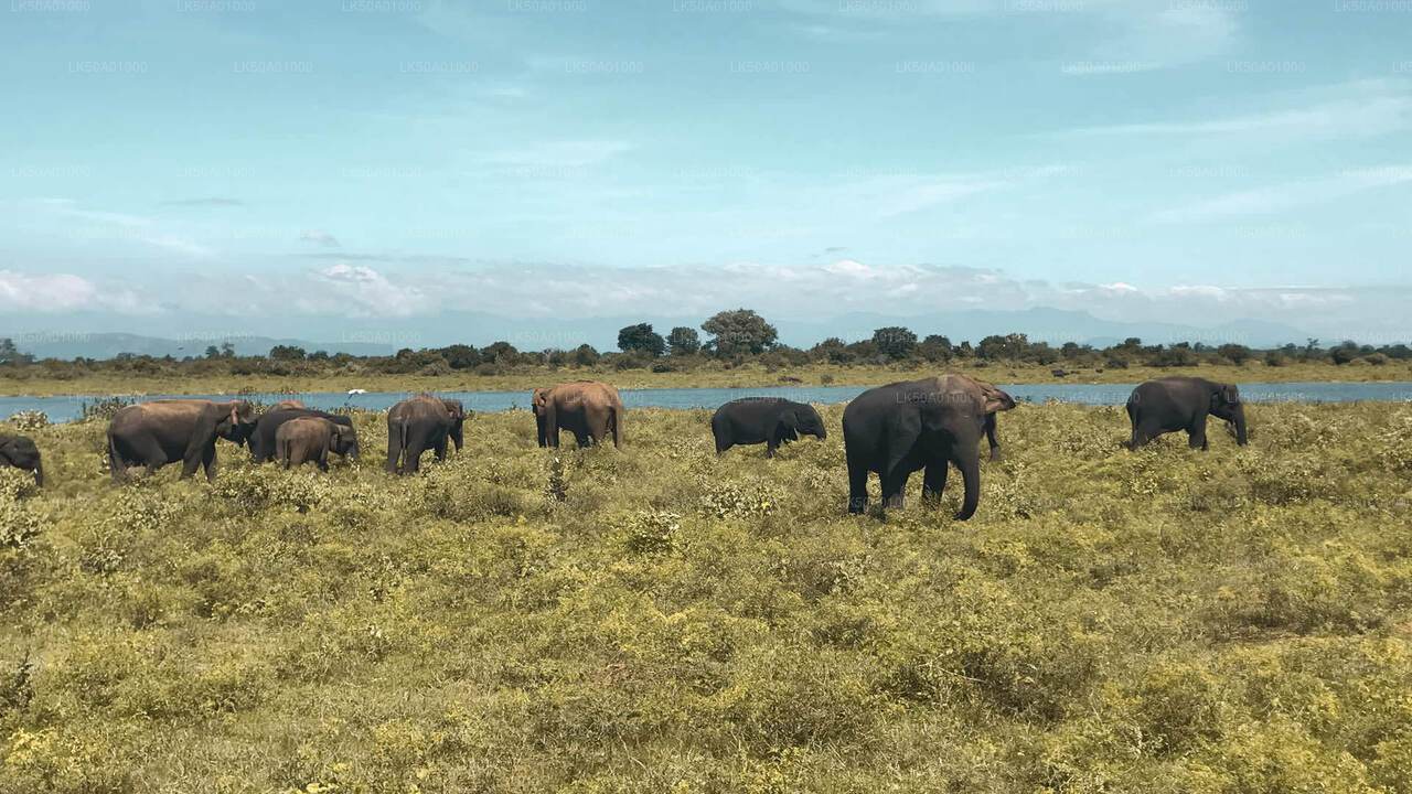 Udawalawe rahvuspargi privaatne safari loodusteadlasega
