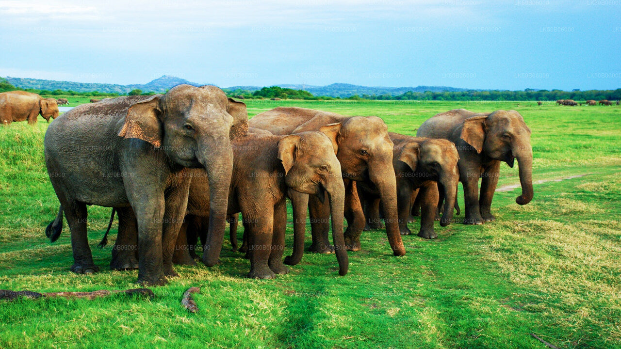 Minneriya National Park Private Safari from Dambulla