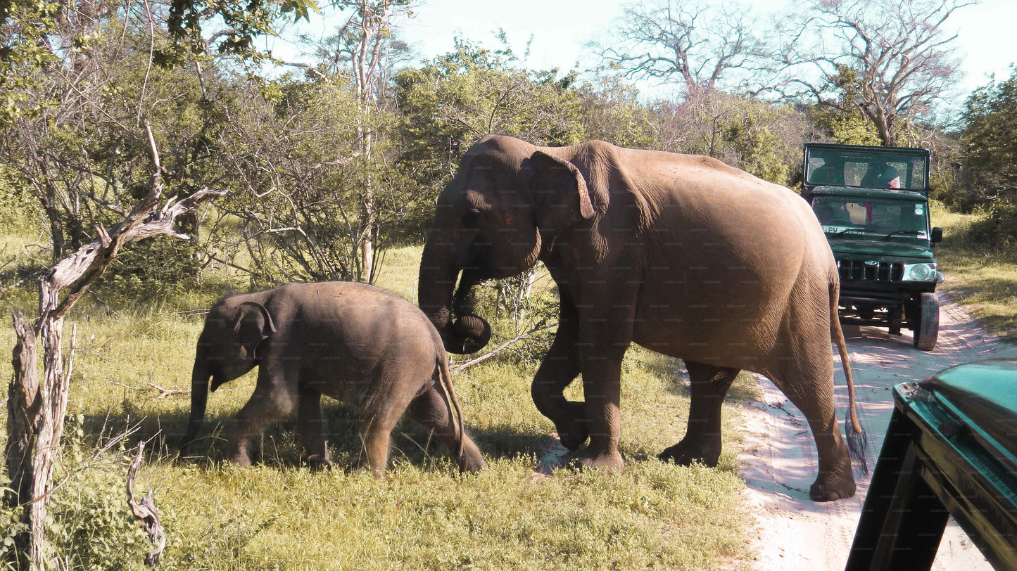 Mother elephant walking with her calf across a dirt path while safari jeeps observe nearby.