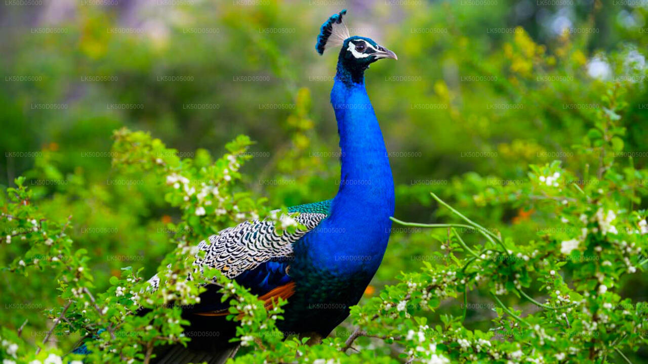 Kaudulla rahvuspargi privaatne safari Sigiriyast