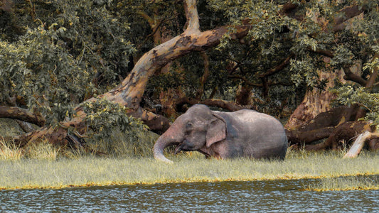 An elephant in a natural setting, standing near a water body with trees in the background.