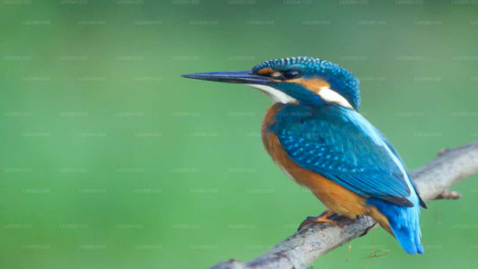 Lahugala Kitulana rahvuspargi erasafari