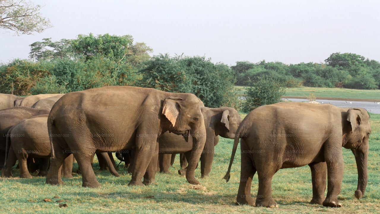 Alt text: A herd of wild elephants standing and grazing on grassy land near a water body, surrounded by green bushes and trees in the background.
