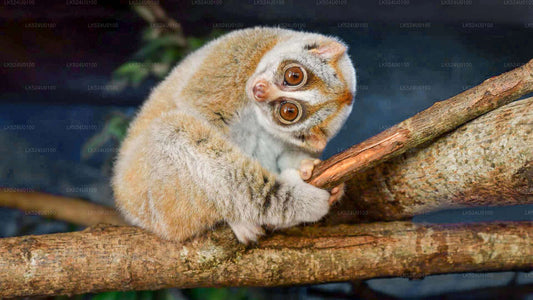 Loris observando desde la selva tropical de Sinharaja