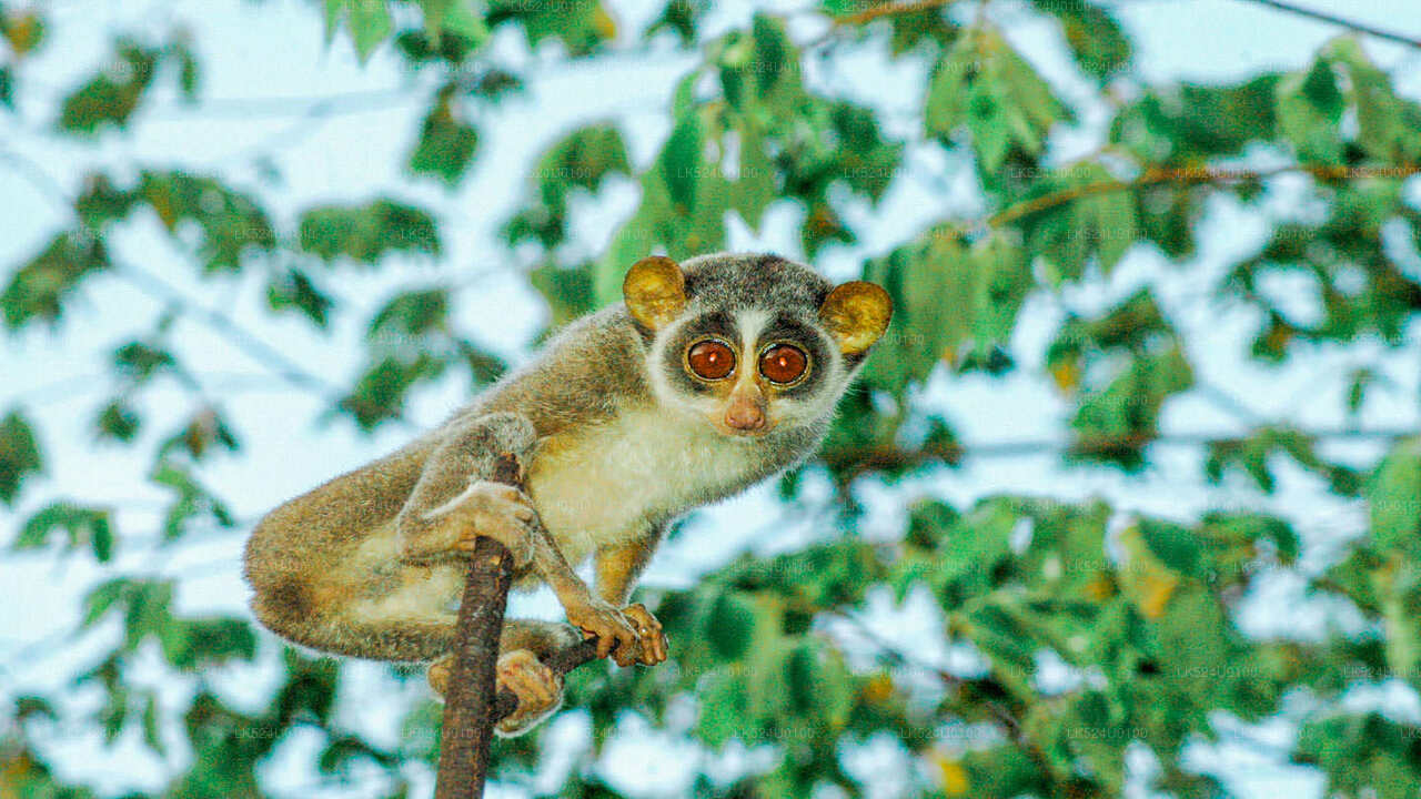 Loris observando desde la selva tropical de Sinharaja
