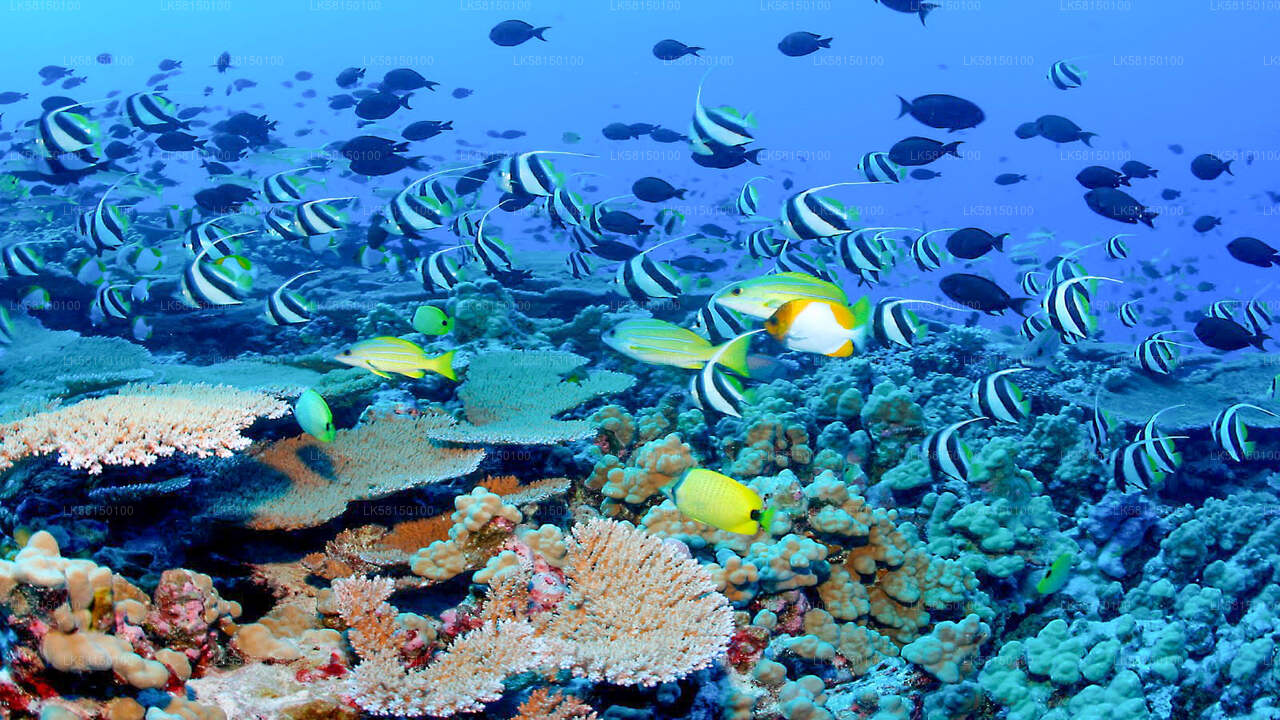 Snorkeling at Talawila St. Anne's Reef from Kalpitiya