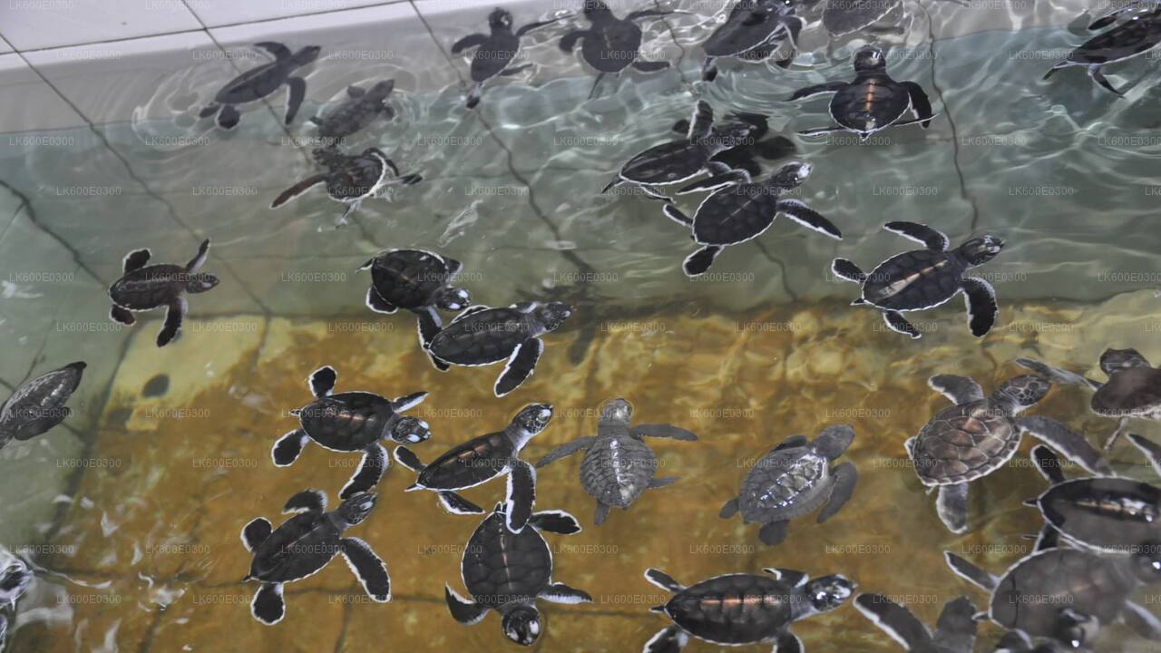 Rannikusõit Beruwalast Galle'i