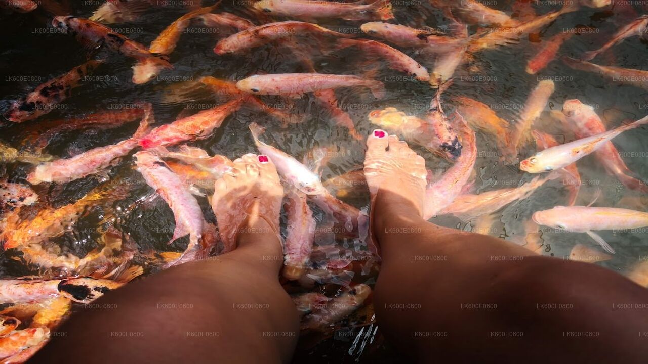 Bentota linnaekskursioon ja Galle Beruwalast