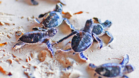 Bentota linnaekskursioon Galle'ist