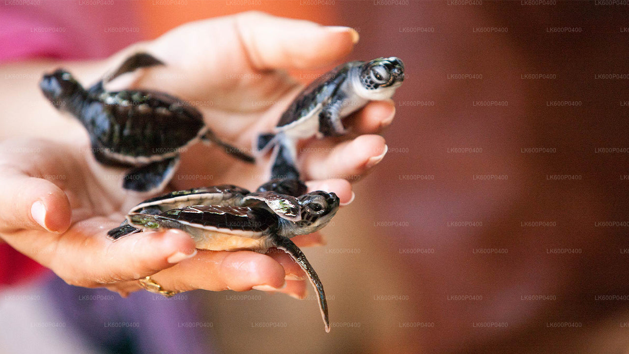 Bentota linnaekskursioon Galle'ist