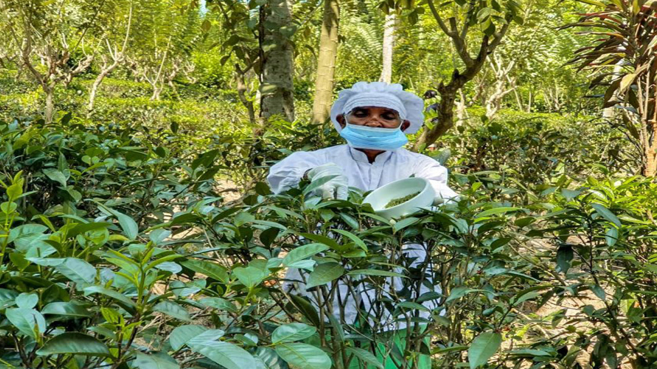 Balapitiya, Handunugoda ja Galle Bentotast