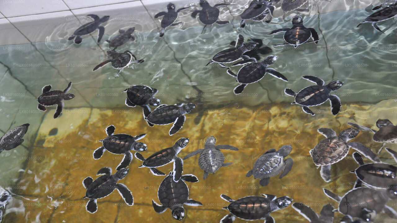 Bentota linnaekskursioon Kalutarast