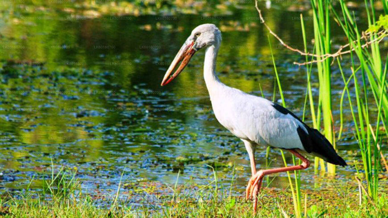 Udawalawe rahvuspargi safari Kalutarast