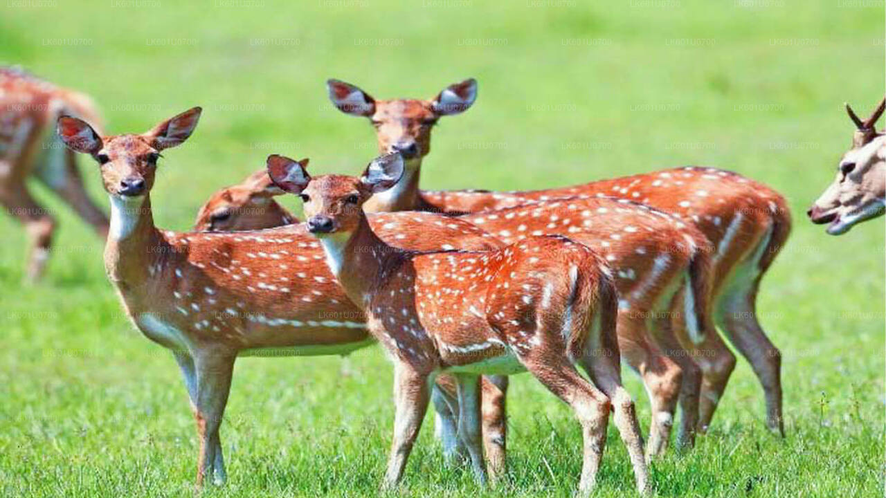 Wasgamuwa rahvuspargi safari Polonnaruwast