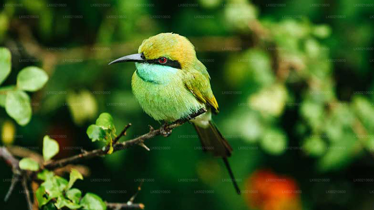 Bundala rahvuspargi safari Tangallest