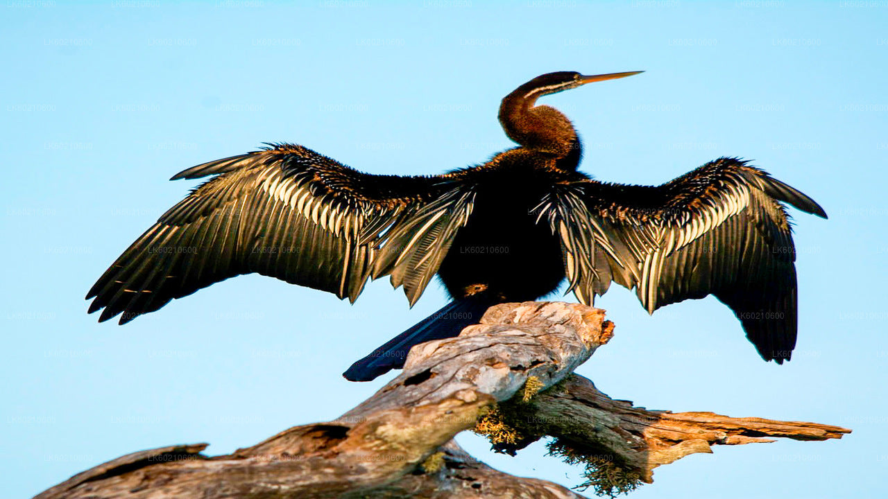 Bundala rahvuspargi safari Tangallest