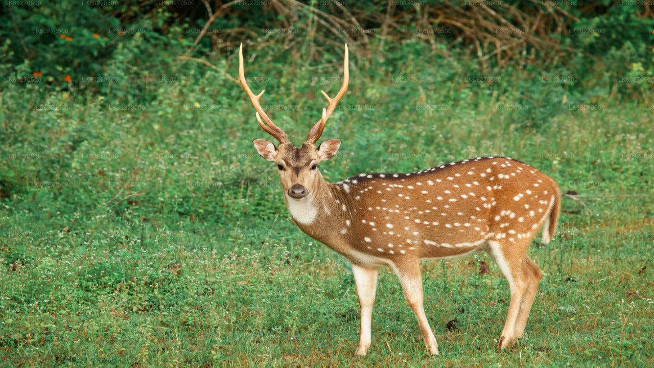 Yala rahvuspargi safari Dikwellast